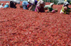 Labour shortage disturbs Harekala chilli cultivation